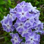 Флокс метельчатый Грибной дождь d12