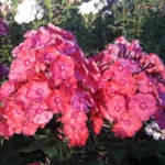 Флокс метельчатый Земляничное Суфле d12