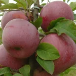 Яблоня Флорина 4- 5л