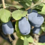 Жимолость Индиго Джем "Indigo Gem" d9-10