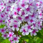 Флокс Сильфида "Silfida" d12