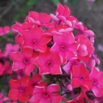 Флокс Набат "Nabat" d12