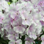 Флокс Зимнее Утро "Zimnee Utro" d12