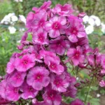 Флокс метельчатый Дракон d12