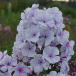 Флокс метельчатый Принцесса Лаванда d12