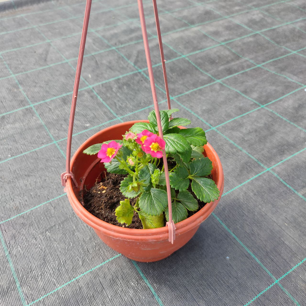 Земляника ампельная кашпо d18 (Лоран, Роман, Тоскана, Саммер Бриз Роуз)