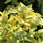 Пузыреплодник Ангел Голд 3л