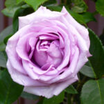 Роза Акция 2л