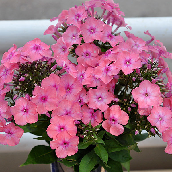 румяная-малышка-600x600 Флокс метельчатый Румяная Малышка d12 — изображение 1