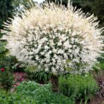 Ива Хакуро Нишики d9