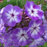 Флокс Царь Салтан "Tsar Saltan" d12