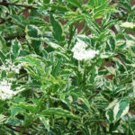 Бузина черная Вариегата d17 (2л)