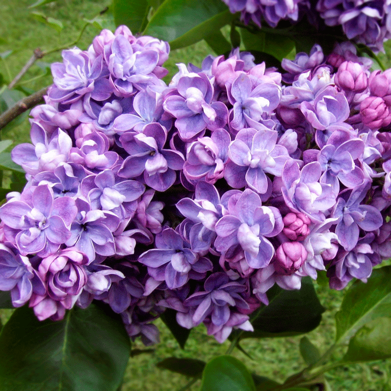 Сирень Ами Шотт "Ami Schott" d9-10