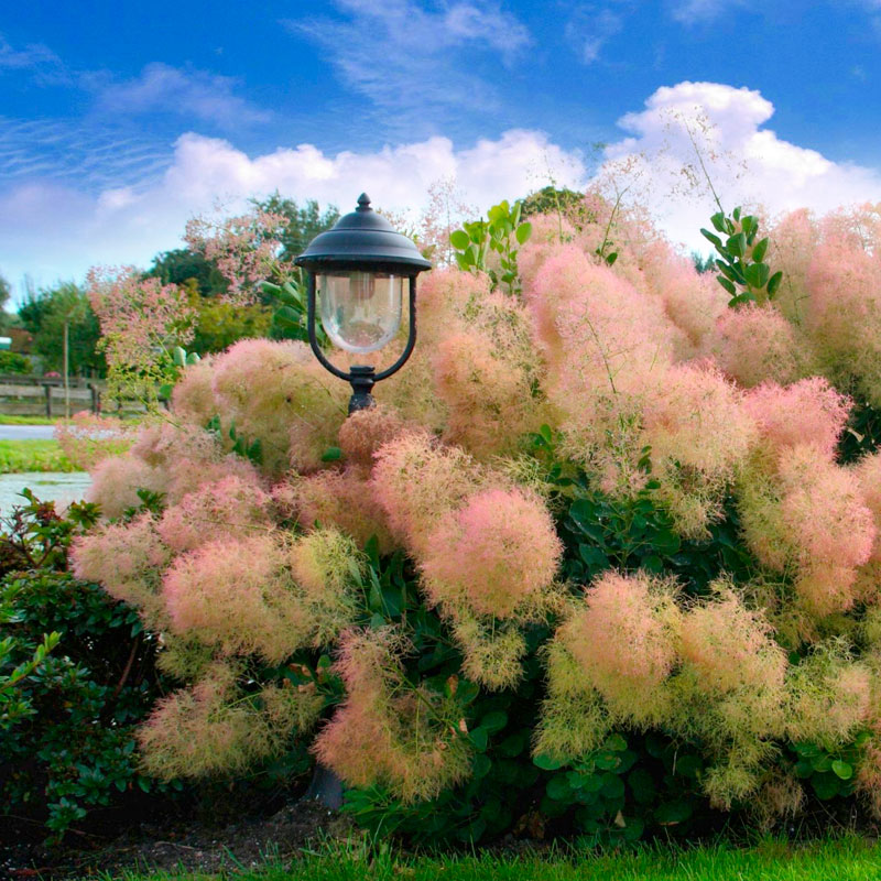 skumpiya.jpg Скумпия кожевенная Роял Перпл "Royal Purple" d29 ШТАМБ ИМПОРТ — изображение 1