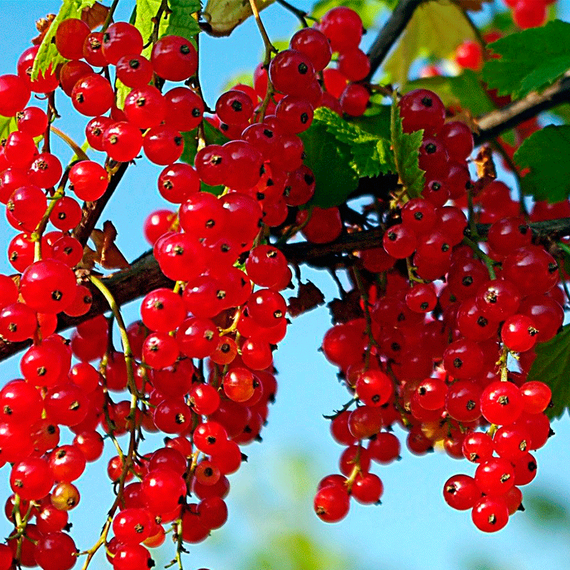 Смородина красная Ролан 3,5л