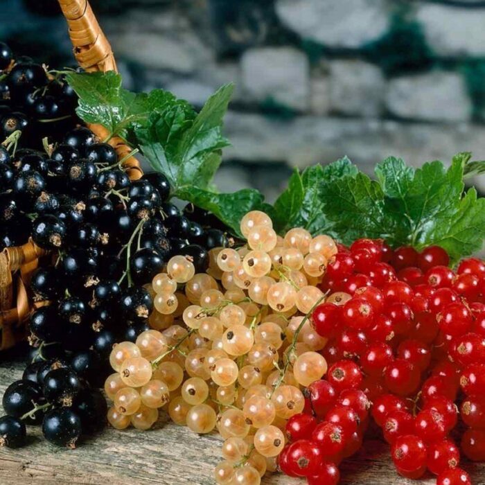 Смородина микс (БЕЗ СОРТА) 5л — изображение 1