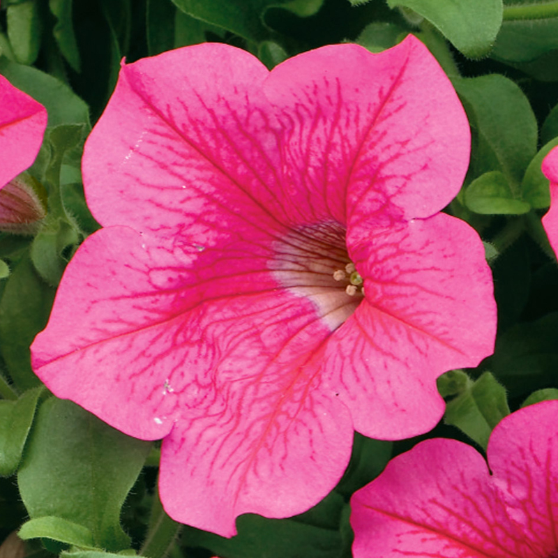 surfinia-hot-pink.jpg Петуния Сурфиния Хот Пинк "Surfinia Hot Pink" d9-10 — изображение 1