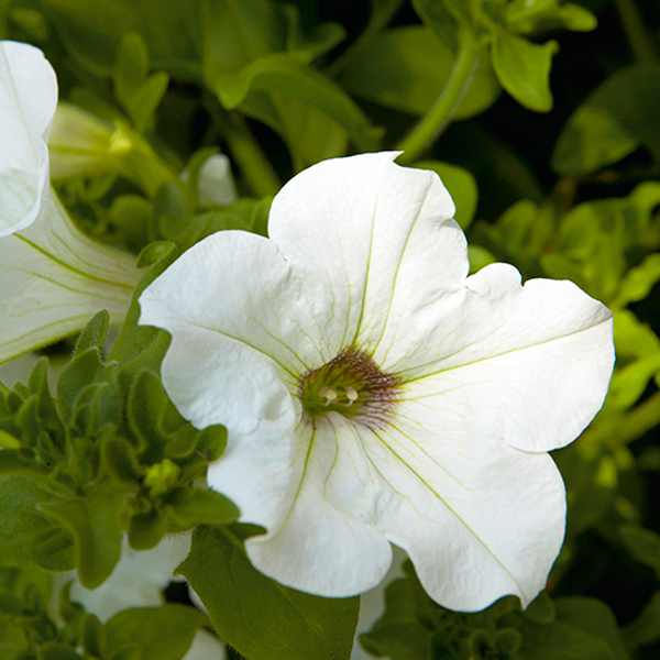 surfinia-white.jpg Петуния Сурфиния Уайт Морн "Surfinia White Morn" d9-10 — изображение 1