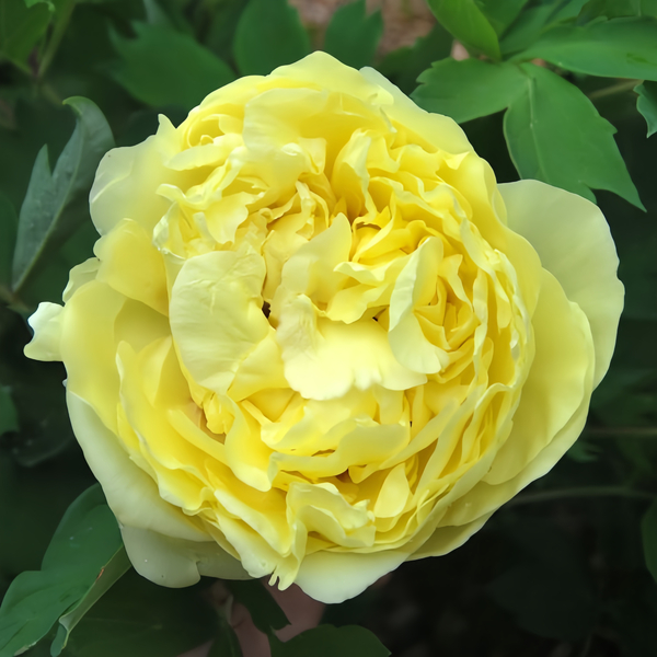 Пион ито-гибрид Йеллоу Краун "Yellow Crown" d19
