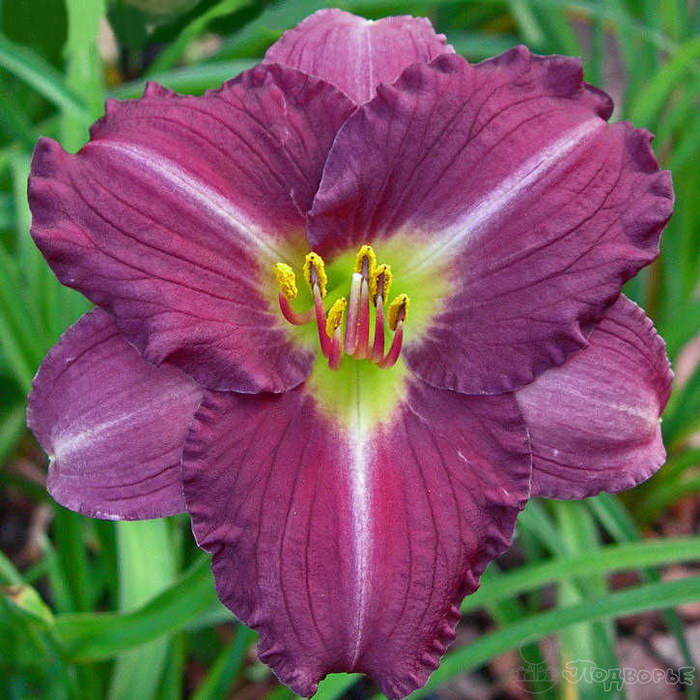 Лилейник Вудсайд Аметист "Woodside Amethyst" d17