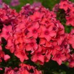 Флокс Красные Звезды(Ред Старс) "Red Stars" d12