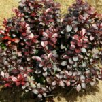 Барбарис Тунберга Дартс Ред Леди (d17) 2,1л