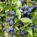 Жимолость Джаинтс Харт(Сердце Гиганта) "Giant's Heart" d10