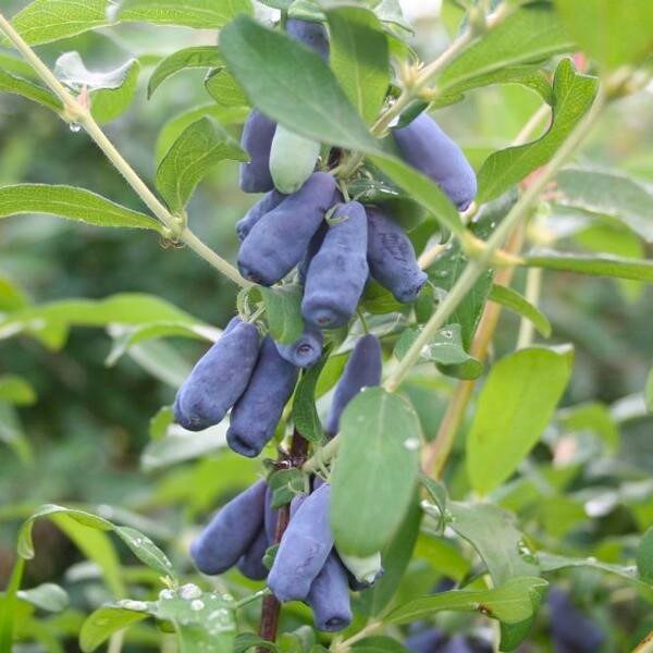 Жимолость Роксана 3л