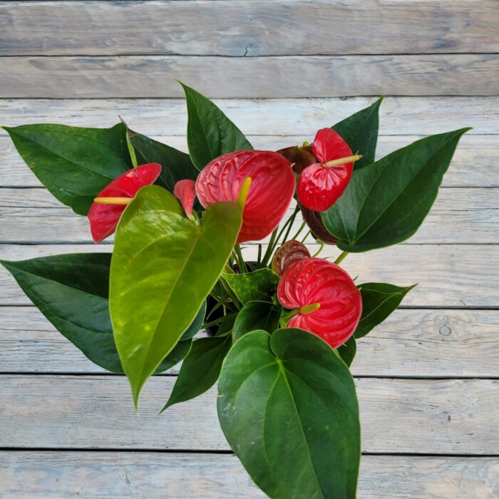 Антуриум Микс d12 — изображение 2