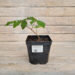 Малина Красная королева 2 л