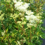 Лабазник (Таволга) микс d17