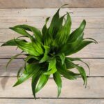 Драцена Сан Год d11 — изображение 2