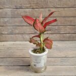 Аглаонема Сингл гидропоник d11