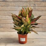 Аглаонема  Грин Лиф Ангел d14