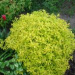 Спирея японская Голдмаунд "GoldMound" 2л