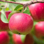 Яблоня Фукутами "Fukutami" 4-5 л