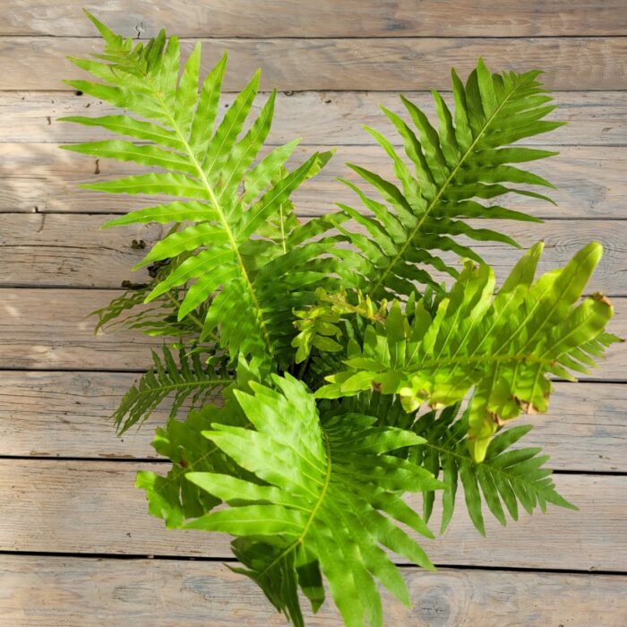 Нефролепис Елизавета d12 — изображение 2