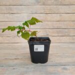 Малина ремонтантная Конёк(Конек)-Горбунок 2л