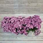 Хризантема Мультифлора балконный ящик 60 см — изображение 2