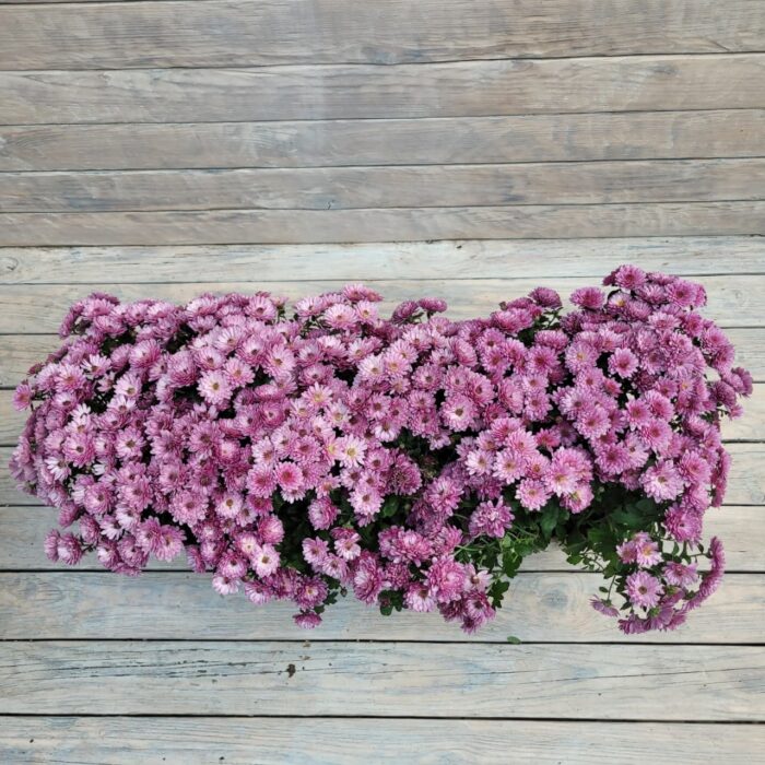 Хризантема Мультифлора балконный ящик 60 см — изображение 2