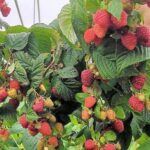 Малина Маджестик "Magestic" 2л