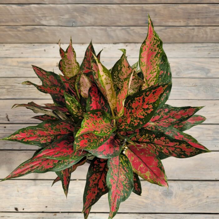 Аглаонема  Грин Лиф Ангел d14 — изображение 2