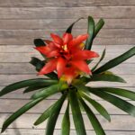 Гузмания старкримсон d14 — изображение 2