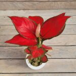 Аглаонема Сингл гидропоник d11 — изображение 2