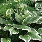 Хоста Франс "Francee" d22 (5л)