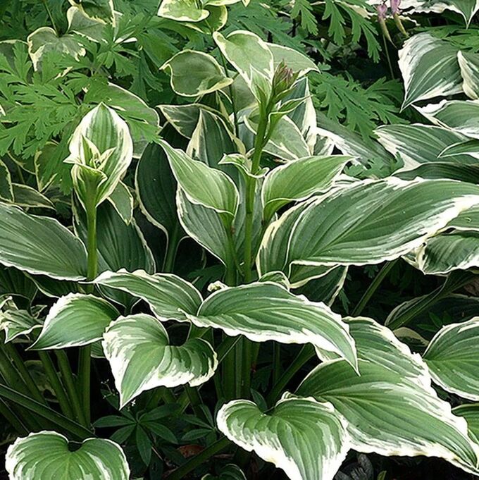 330553101 Хоста Франс "Francee" d22 (5л) — изображение 1