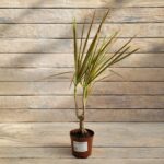 Драцена Микс d11