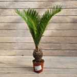 Цикас смол d12