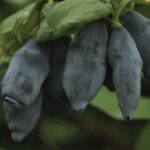 Жимолость Мамонтенок "Mamontyonok" d9-10