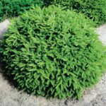 Ель обыкновенная Нидиформис "Nidiformis" d 26-28